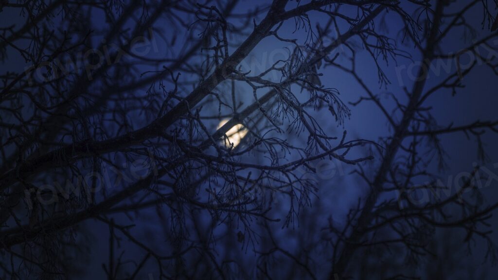 Moon view behind tree
EMPEZÓ LA HORRIBLE NOCHE
Hasagotlex
hasagot lex