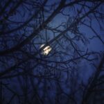Moon view behind tree
