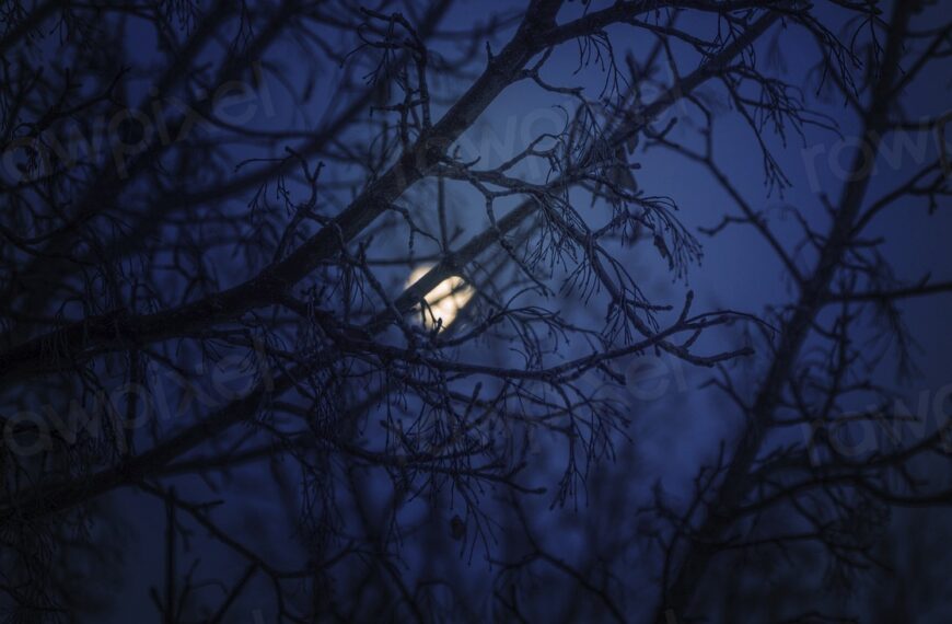Moon view behind tree