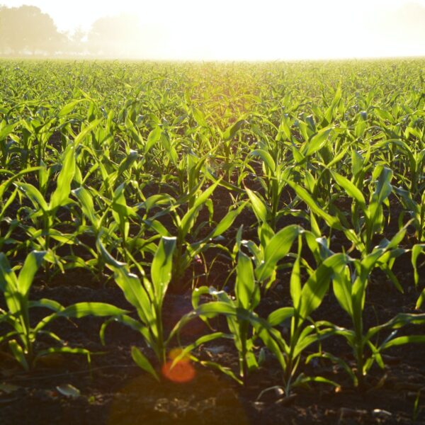 corn field during daytime