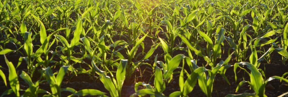 corn field during daytime